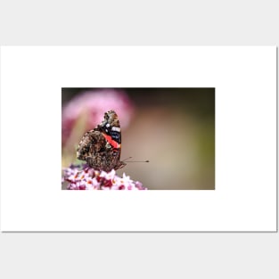 Red Admiral Butterfly Posters and Art